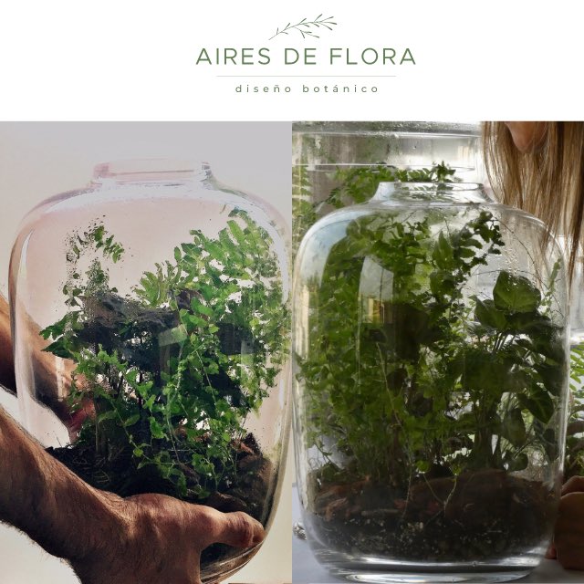 La naturaleza nuestra inspiración 🌿🌿🌿
#terrarium #airesdeflora  #design #tropical #plants #biofilia  #selva #terrarios