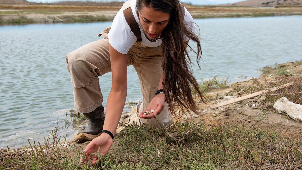 A $1.3 million grant will help launch the final phase of the restoration of the Elkhorn Slough wetlands, an effort that has been in the works since 2012. <a href="/ErinMalsbury/">Erin Malsbury</a> reports on what the restoration of land—and land stewardship—will entail: buff.ly/3dPQf53
