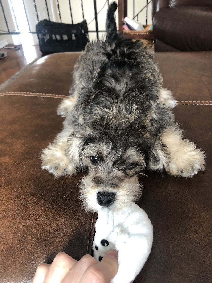 *new pup alert*

Everyone meet Sota 🐾