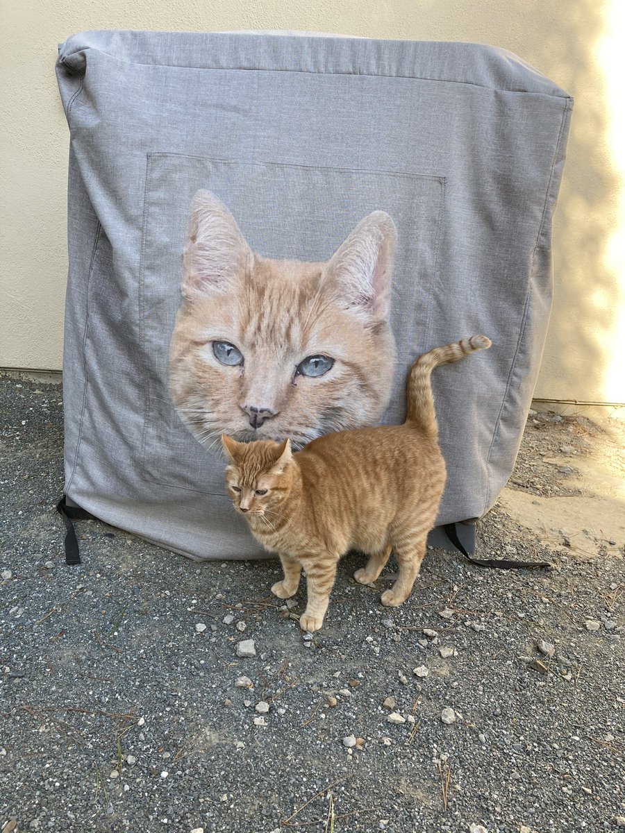 Just out for a stroll in front of my AC unit in the backyard.  Winter is the best season because the AC cover goes on and my handsome face appears. <a href="/BaseballGuys/">BaseballGuys</a> <a href="/coversandall/">Covers and All</a> #cats #CatsOfTwitter