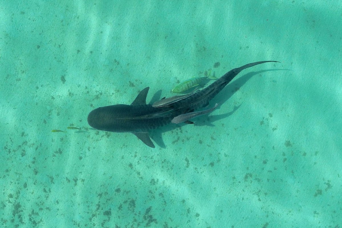 JayStill4's tweet photo. Healthy oceans need these! Killing more #sharks = killing ocean health. Stand up for your finned friends in grey suits (even if you don't want to cuddle one) and stand up for ocean health. 🙂
#NoWayWA #NosharkCull @EnvoyFilm @hsiaustralia https://t.co/UnXcDLxWKC