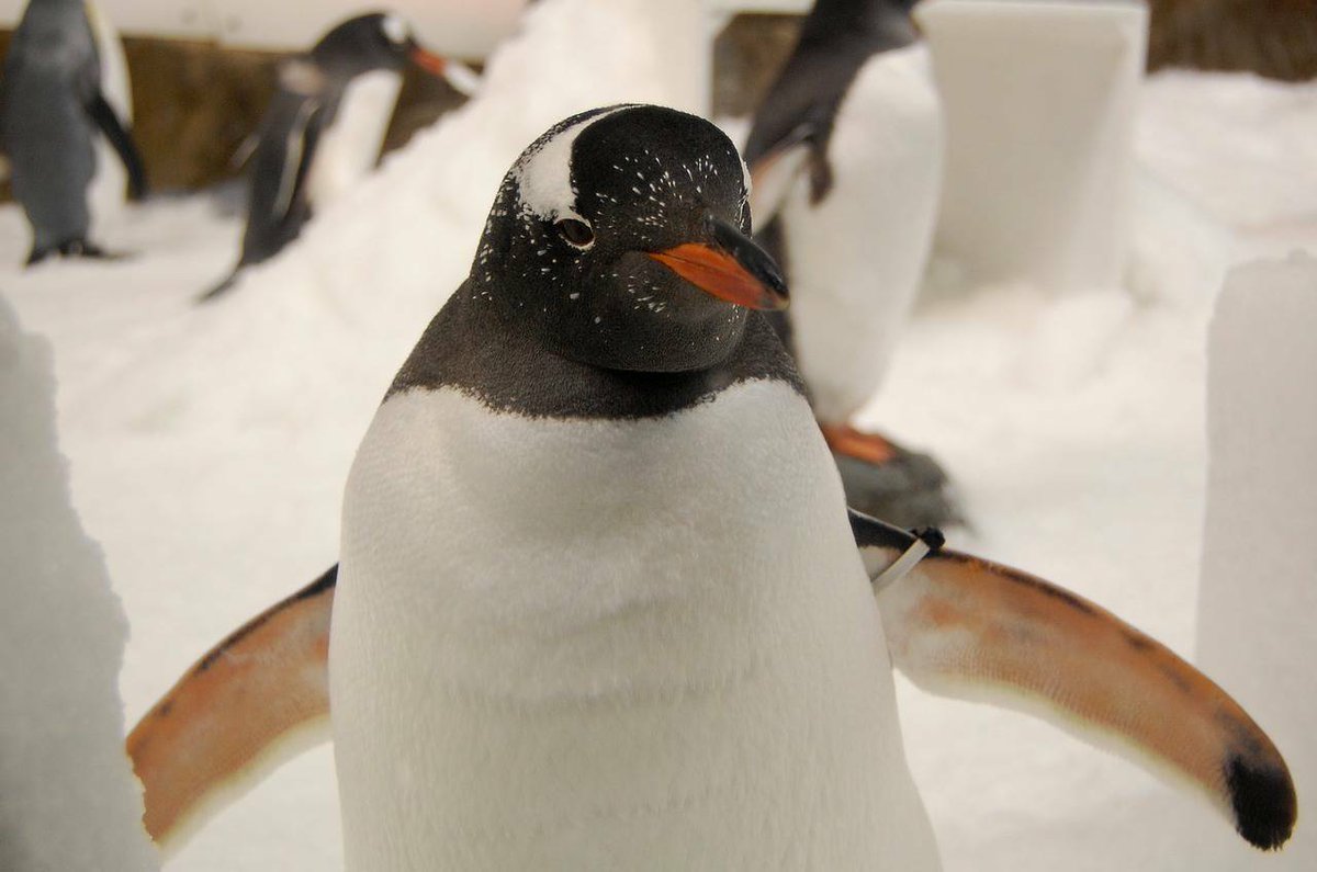 Penguins (@penguins_person) on Twitter photo 