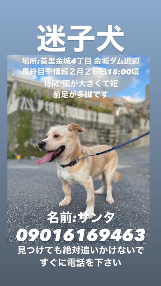 沖縄迷子犬 猫 行方不明 保護情報 Dogcathelp16 Twitter 沖縄迷子犬 猫 行方不明 保護情報 Dogcathelp16 Twitter