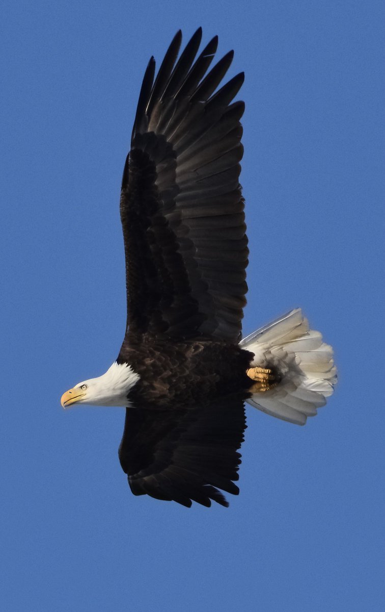 CandiceGaulitz's tweet photo. What a way to kickoff the weekend! Afternoon coffee with this gorgeous #baldeagle https://t.co/ssH1cLNxcG