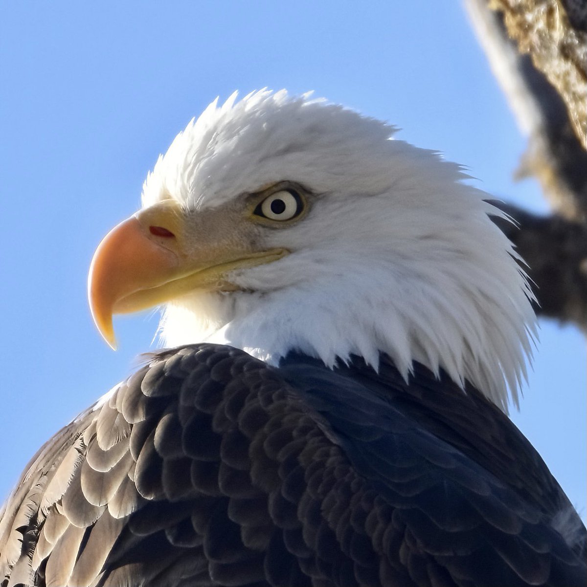 CandiceGaulitz's tweet photo. What a way to kickoff the weekend! Afternoon coffee with this gorgeous #baldeagle https://t.co/ssH1cLNxcG