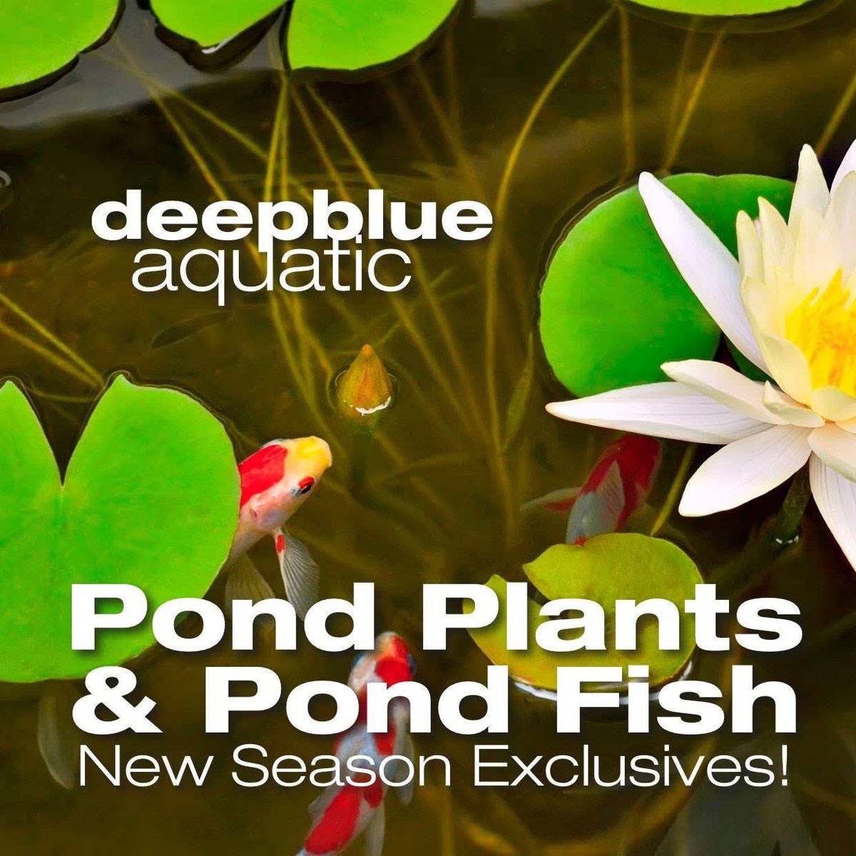 deepblueaquatic's tweet image. Its that time of year, suns out, evenings getting brighter, time to tidy the pond and prepare it for the coming summer months.
Plenty of plants in stock, lilies, marginals and the all important baskets, hessian and aquatic compost. #fishshop #koi #ponds #goldfish #koikeepers