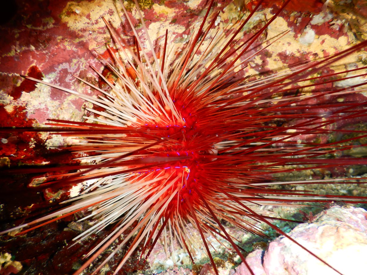 #WeekendWeather #poorknights 
Looks awesome, hot, humid, and #tropicaltutukaka
diving.co.nz/news/27-28-feb…