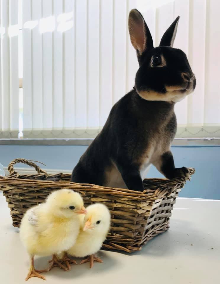 Leanimals2's tweet photo. Booking up quickly for Easter 🐰🐰🐰🐰 #southyorkshireanimalencounters https://t.co/RZn3B2sZyE