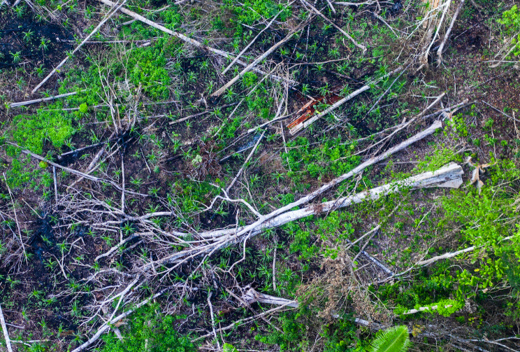 mongabay photo