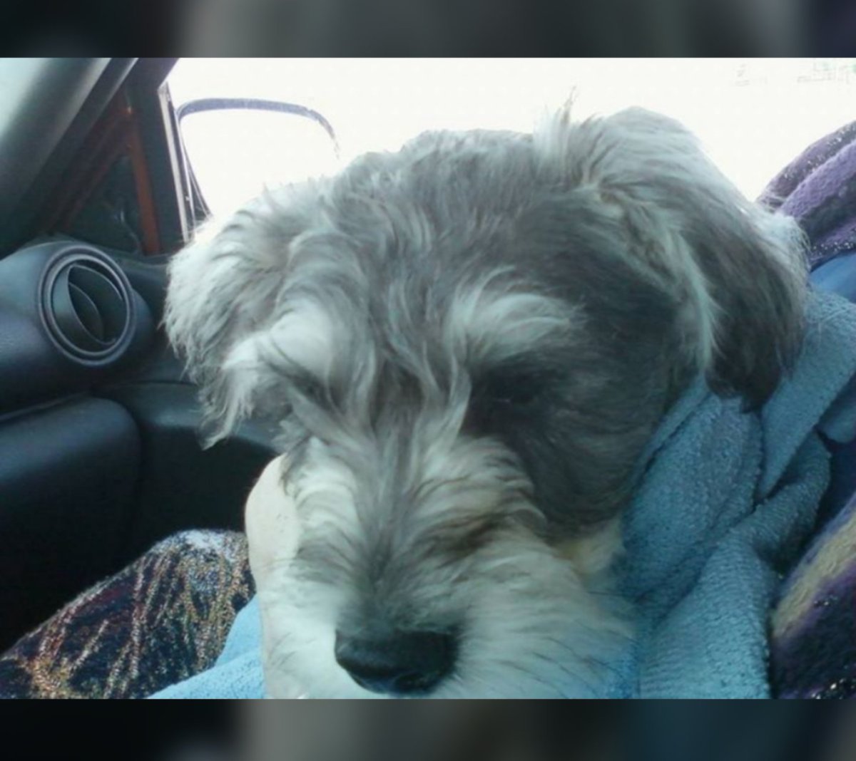 AliceMarie777's tweet photo. Always proud to be part of a family who sings happy birthday to the dog 🥰 7 years ago was Dibs' "gotcha" day when I bought him for my parents' anniversary gift 💜 https://t.co/8rlzjMRHjq