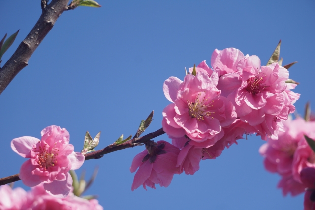 花キューピット I879 Com 公式 来週3月3日はひなまつり ひなまつりは 桃の節句 とよばれており 桃の花を飾る習慣があります 桃の花の花言葉は 天下無敵 私はあなたのとりこ チャーミング など 魔除けと健康を願って飾る桃の花に