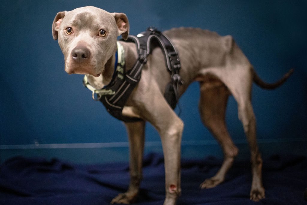 Auburn Valley Humane Society tweet media