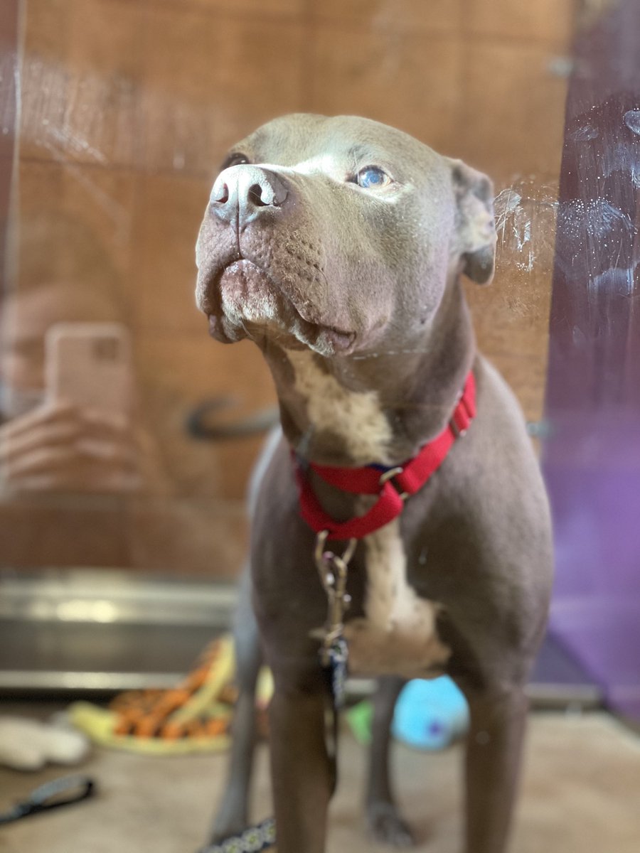 Auburn Valley Humane Society tweet media