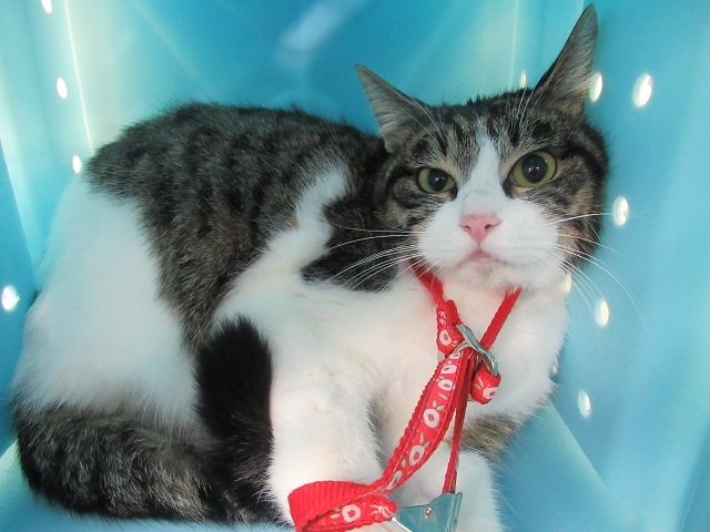 画像 キジ白 猫 性格 壁紙のための面白い写真クールな写真