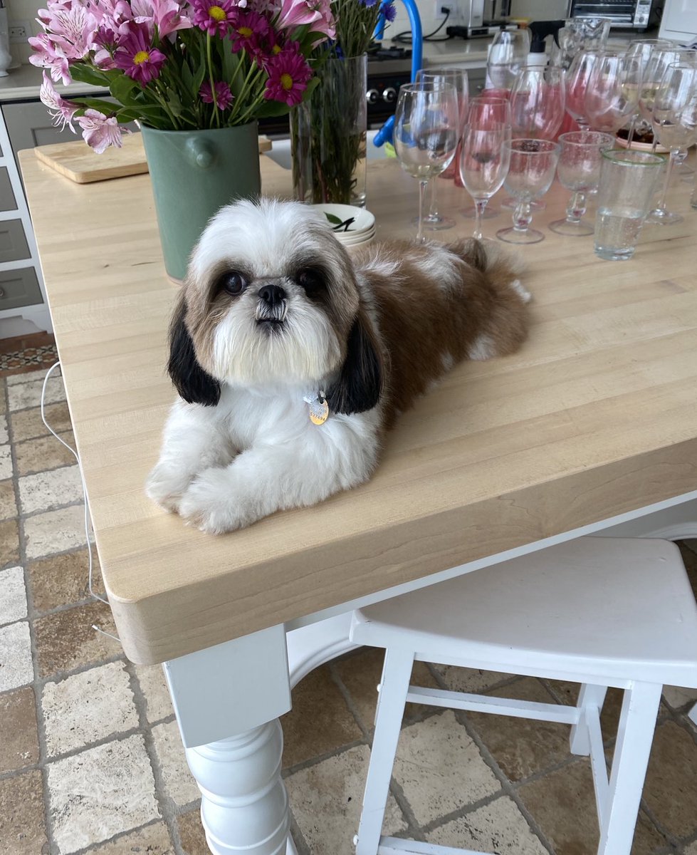 BarbaraCorcoran's tweet photo. Max hates booties too! An innovative product that my pooch would love. #WalkeePaws @ABCSharkTank #SharkTank https://t.co/UpXx09Ph9C