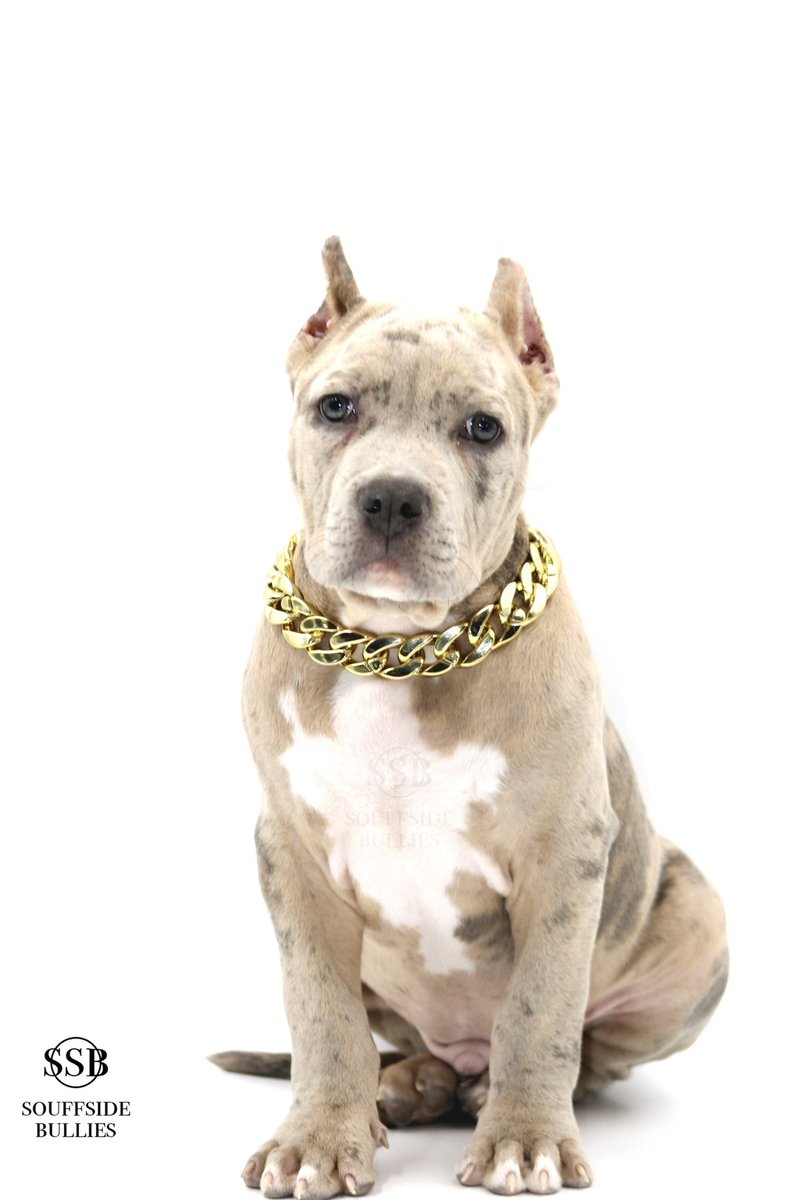 Kingsheen14's tweet photo. Follow my puppies Penny & Banks on ig @souffsidebullies
#americanbully #xlbully #merle #merlebully #tribully #tri #pitbull #pitbulllover #souffsidebullies https://t.co/wBS6Sdz3hU