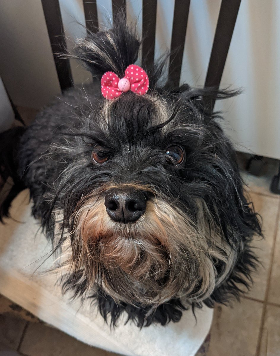 danjmcs's tweet photo. Eva sitting in her chair by the back door until she's told she can get down to go out. #ThatFace #ThatBow #Havanese https://t.co/rRaH77aUEf