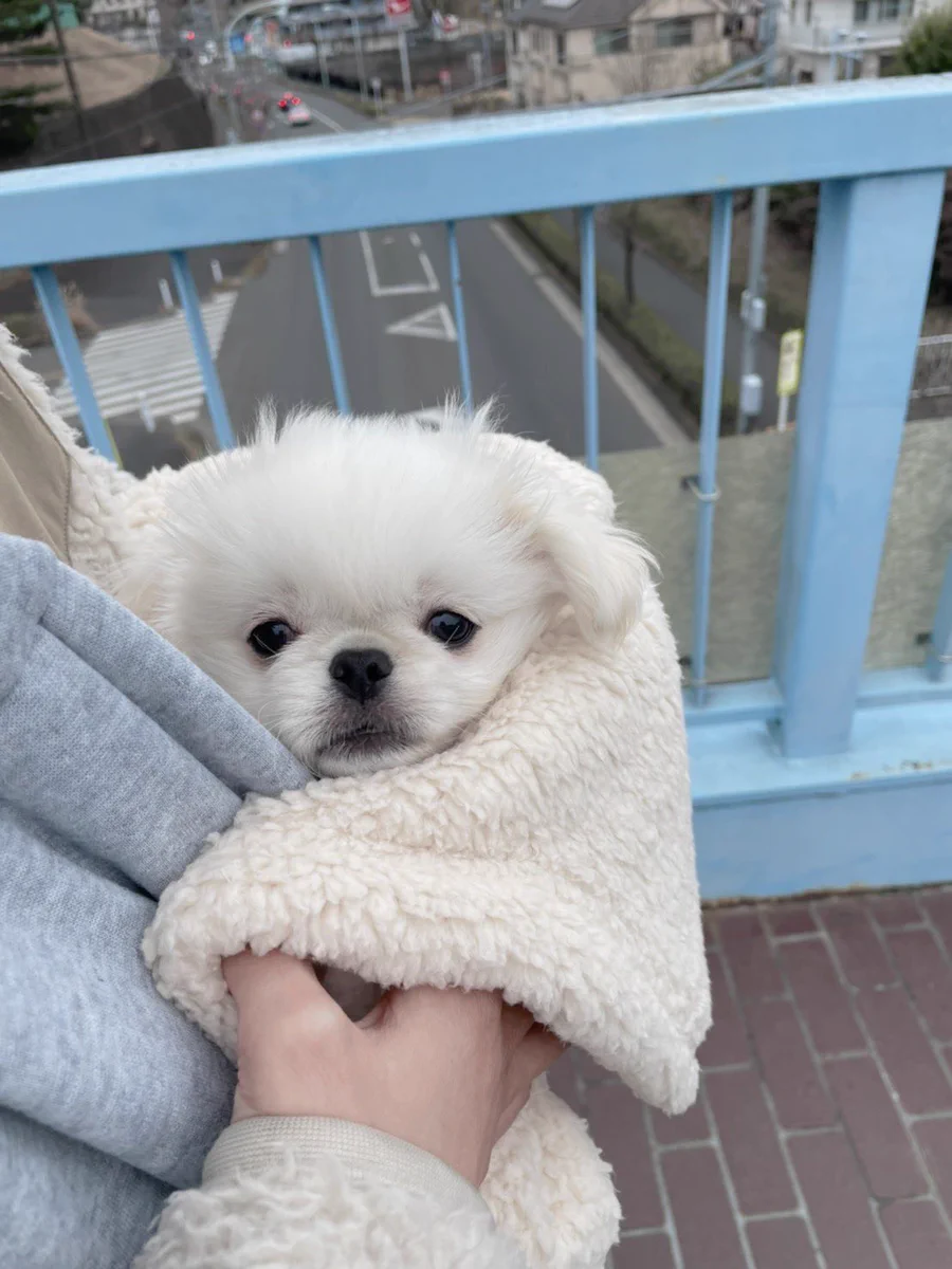 外がまだ怖い貴重な時期のワンちゃんの表情が可愛すぎｗｗ