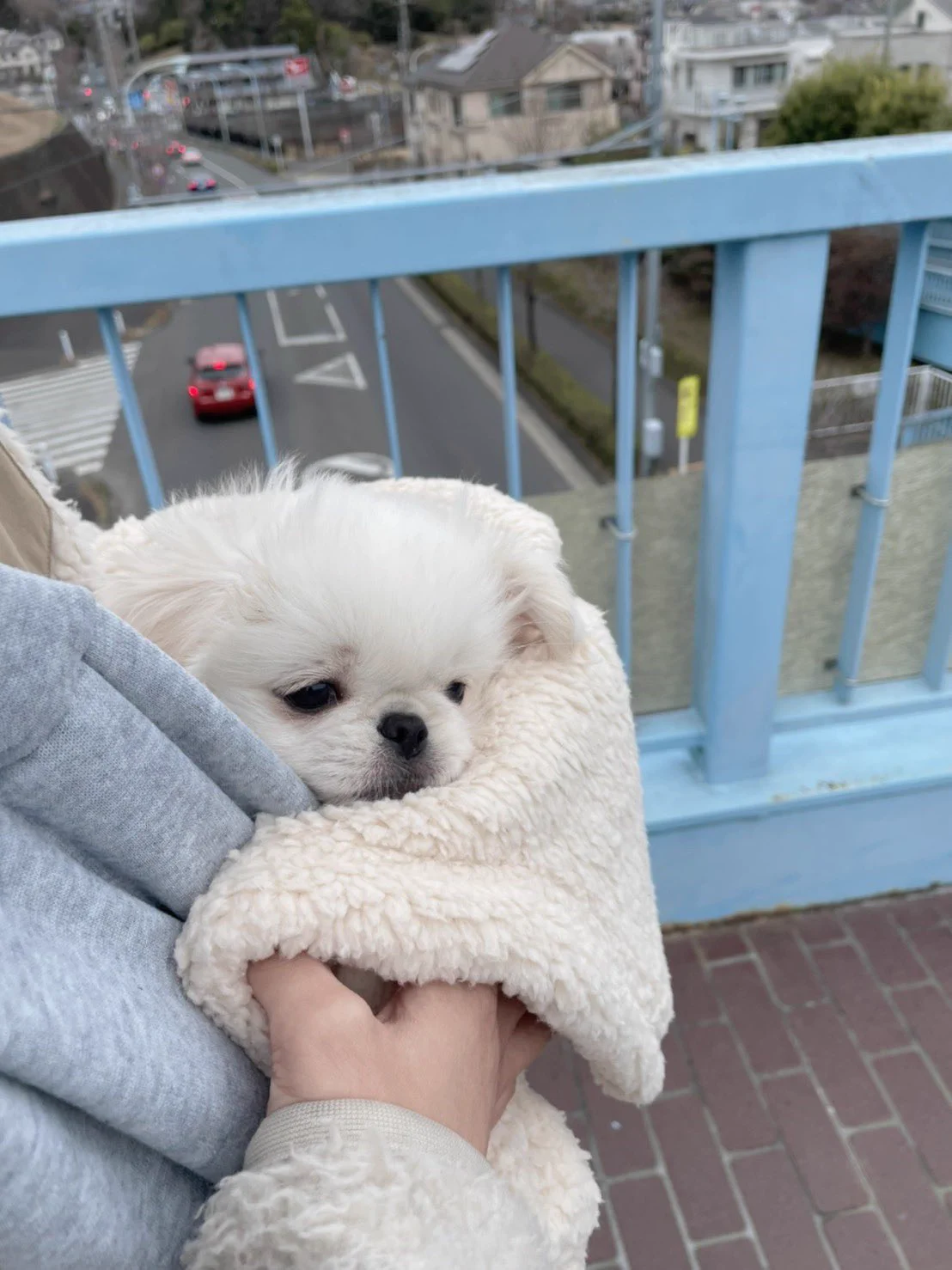 外がまだ怖い貴重な時期のワンちゃんの表情が可愛すぎｗｗ