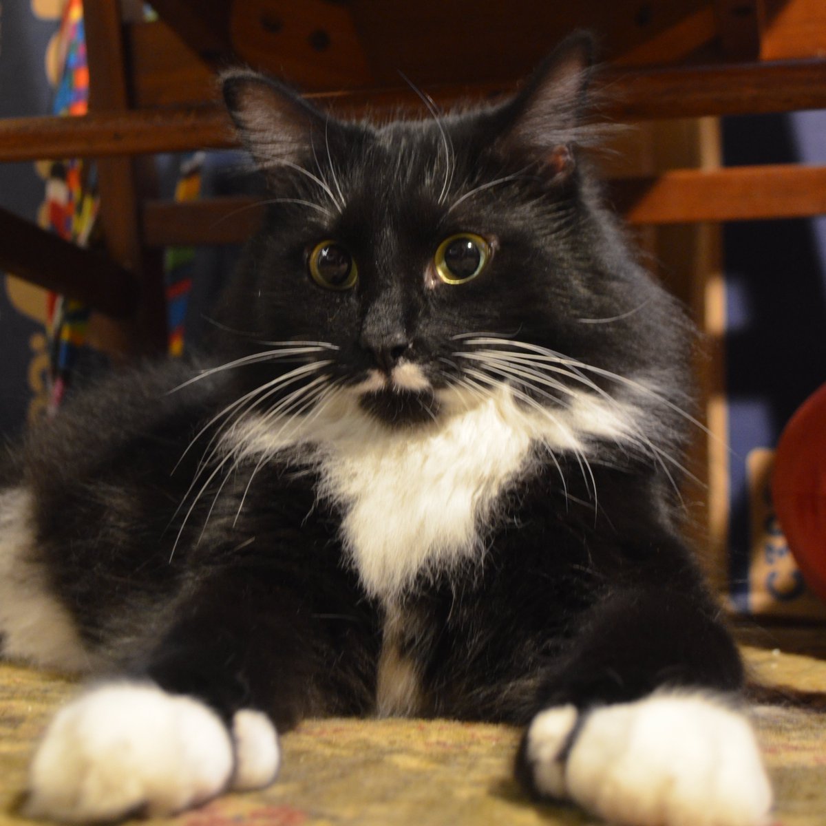 MrWuggums's tweet photo. ... heri here... just learned @chewy is out of catnip chili peppers... temporarily... we can rely on our stash of good @meowijuanaville to hold us over... but for how long??... 
#CatsOfTwitter #Fur20 #Nipfest #Niphead https://t.co/6fpvoLObnD