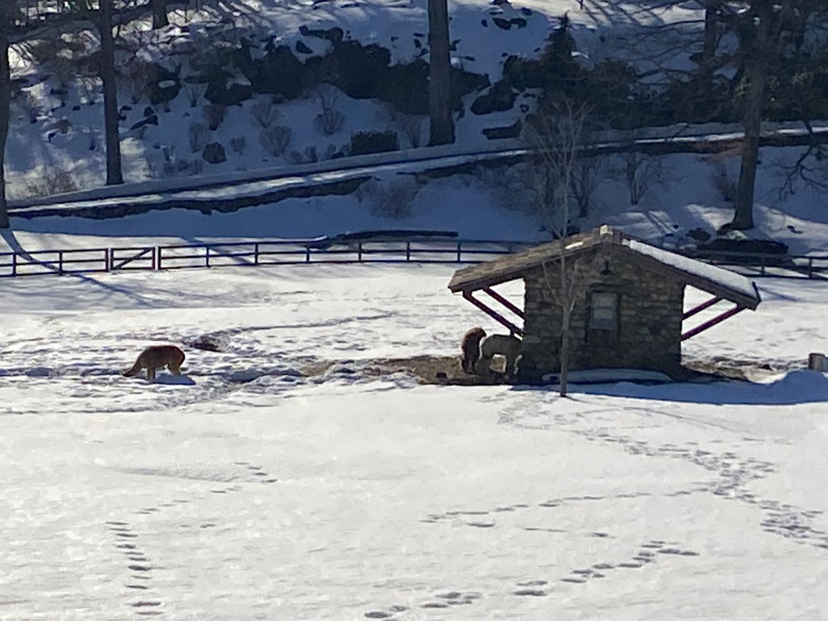 Can’t wait for the snow to melt so that they can come up to see me! Miss their faces!  #alpaca #rockledgefarm