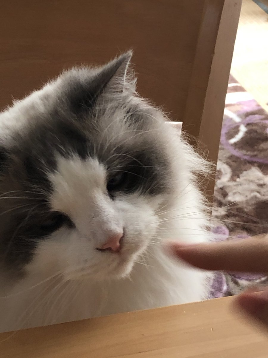 はちわれねこ