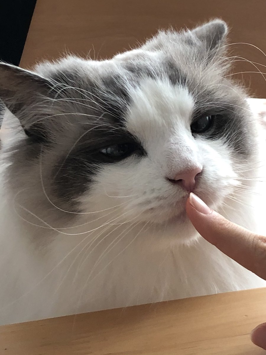 はちわれねこ