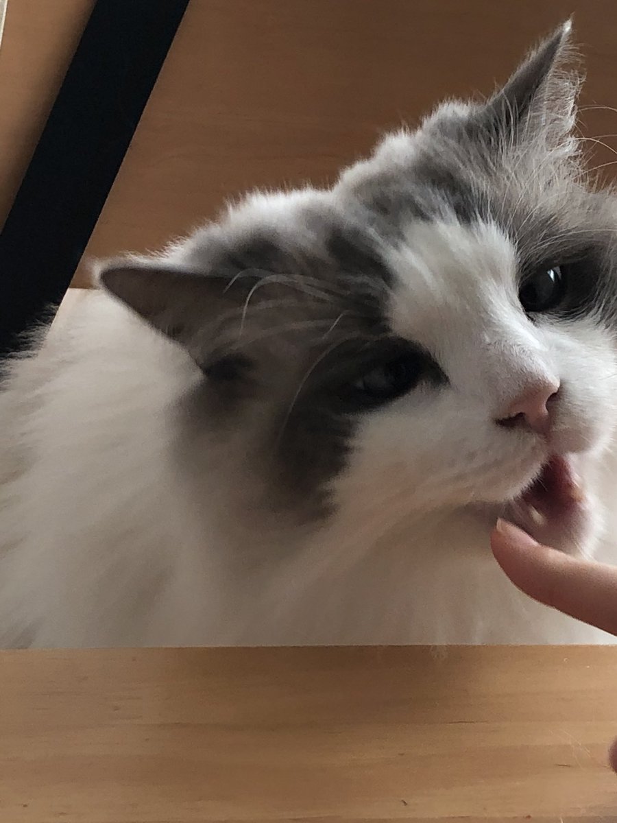 はちわれねこ