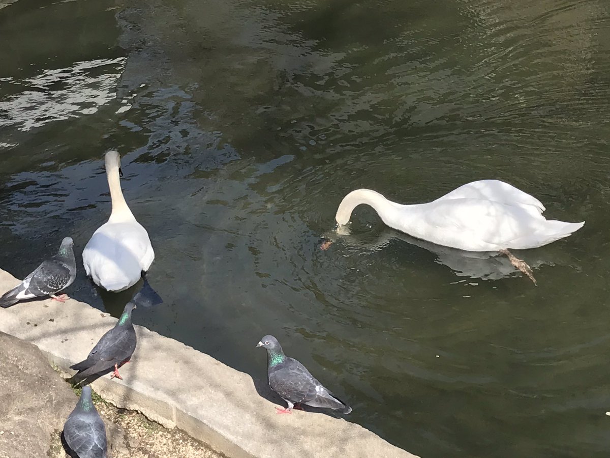 efuaaa's tweet photo. この白鳥いつも同じ場所にいるけど、シベリアに帰らないのかな https://t.co/5sn9lGnALM