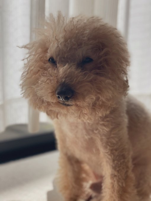 寝起きのチャチャ🤣 ボッサボサ笑 https://t.co/XgWSOYWxmz<a href="/tag/ps4share"class="tags"><span>#ps4share</span></a>