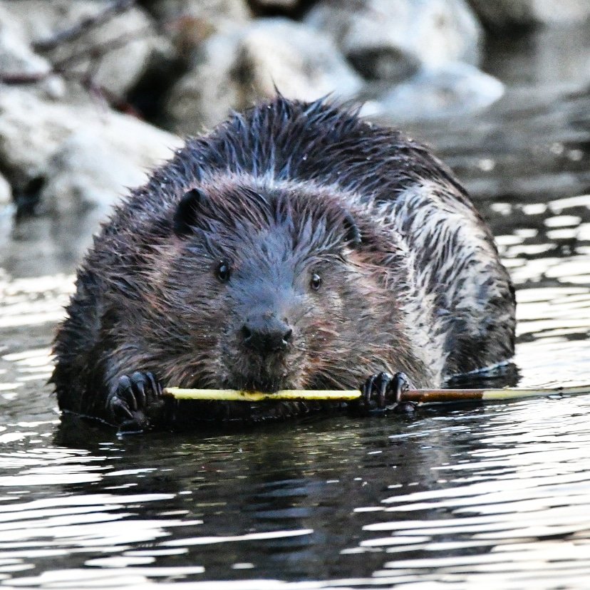 ColeTop10's tweet photo. Well, it took some time, but look what animal I finally got some pictures of today!!! So happy! 

#beaver #toronto #nature #wildlife #wildlifephotos #mammals #ontarionature #canadiananimals https://t.co/hdABmguLML