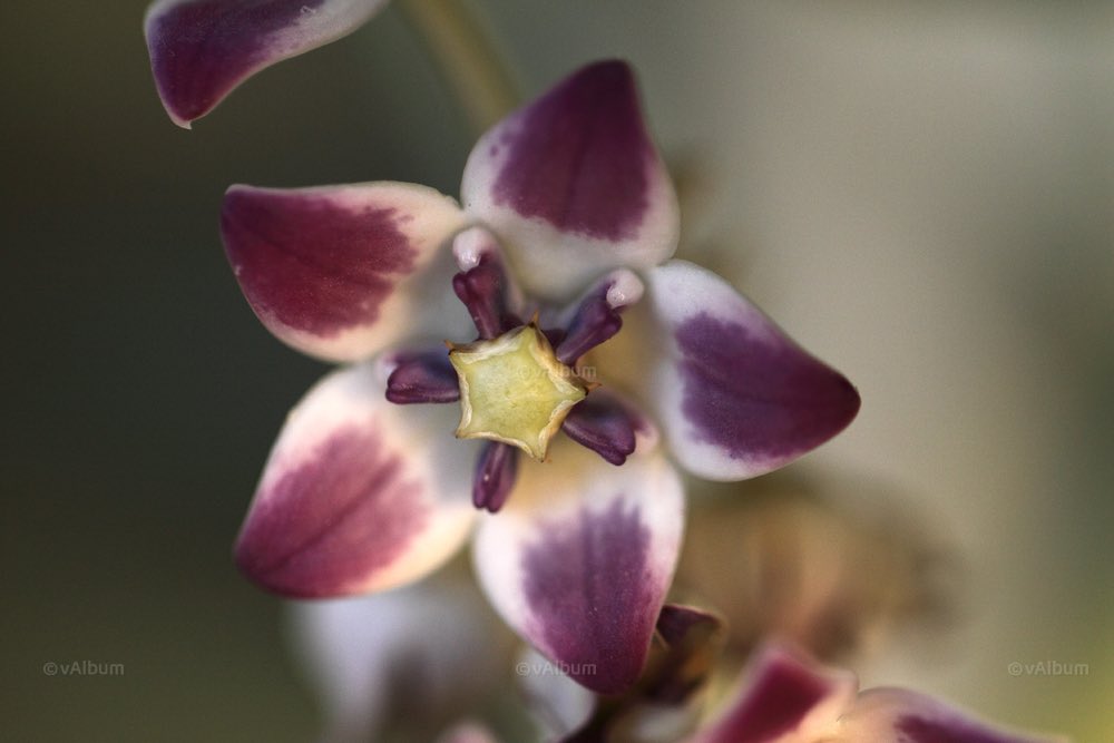 vAlbum | مكتبة الوسائط العمانية tweet media