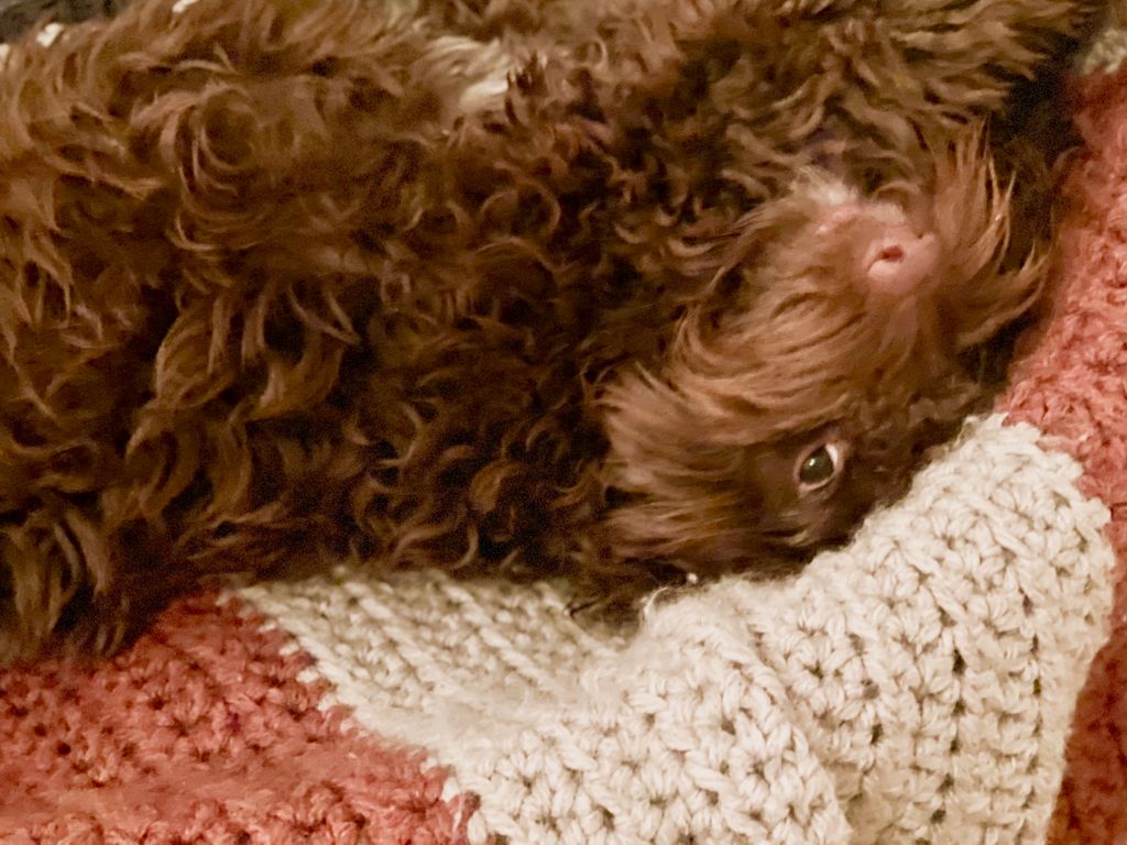 samangelblanket's tweet photo. Dezzy Doodles does love his bed more than ever now that it has his favourite, lovingly hand made Sam Angel blanket in it. Perfect for an end of day snooze &amp; stretch. 🐾 🤎 🐶 
You can get your paws on yours via the online shop of our exclusive stockist @bemorebob2. #dogs #pets https://t.co/qEDIAXMPl9