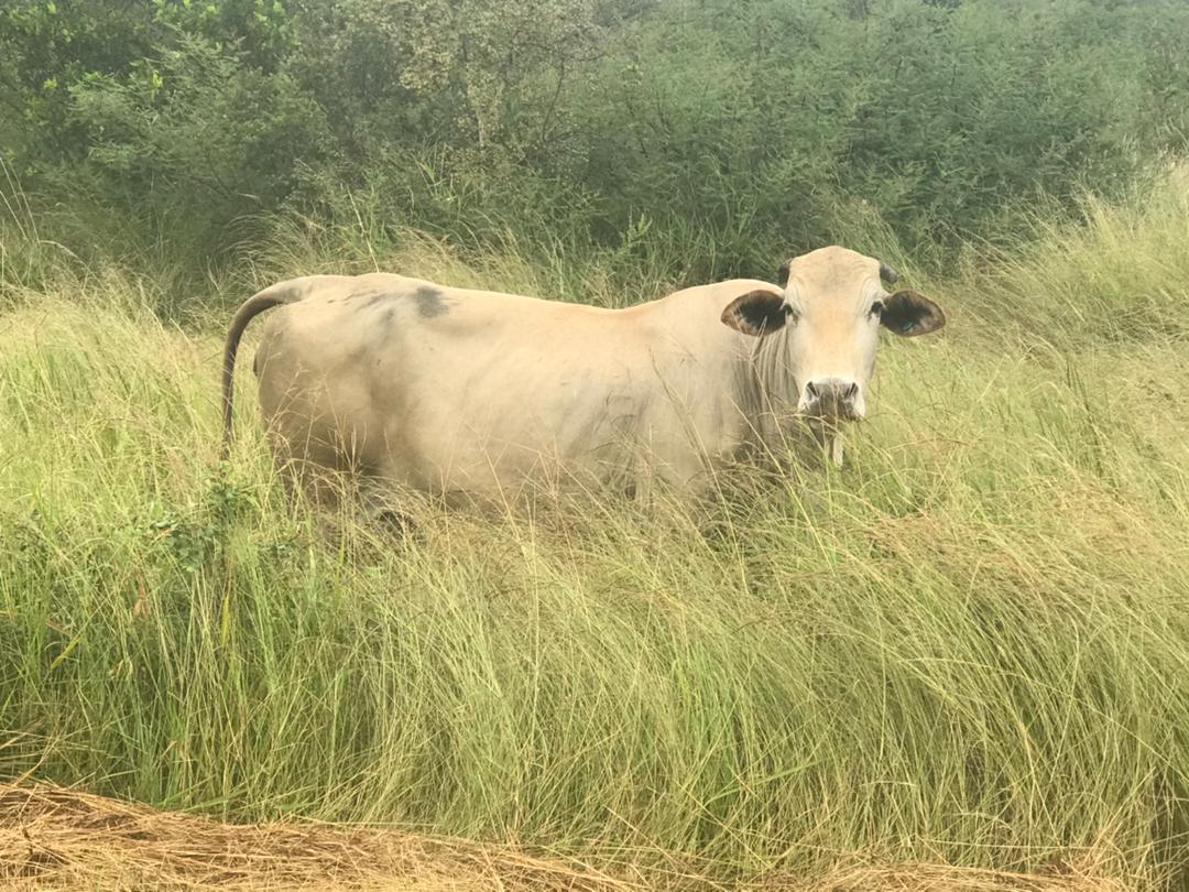 ICTin Agriculture tweet media