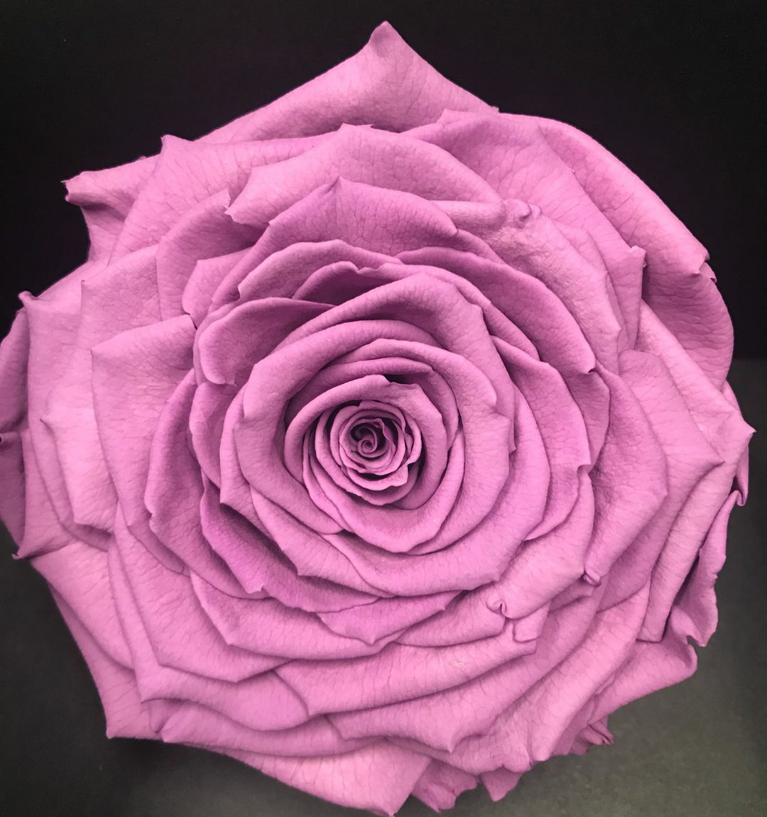 OnlyRoses tweet media