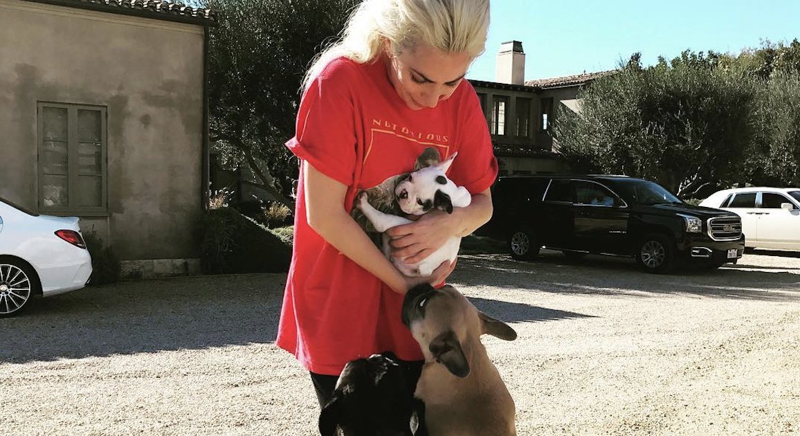 enews's tweet image. Breaking: Lady Gaga's French bulldogs have been found unharmed. Ryan Fischer, her dog walker, is expected to make a full recovery. eonli.ne/3qZcklz