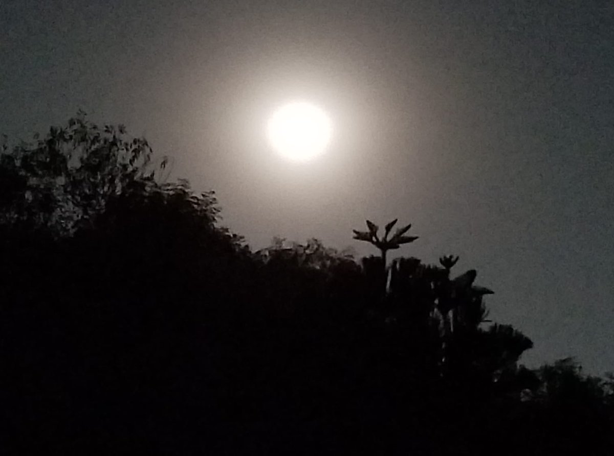 Ángeles Mastretta tweet media