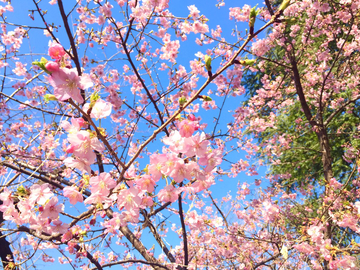 🎂✨お誕生日✨🎂 💚おめでとうございまスッブ💚 日本では早咲きの河津桜がきれいに咲いていますよ〜！クンタラの王子様にも桜を見てもらいました😊🌸🌸🌸 @actorsubbaraju #HBDSubbaraju #HappyBirthdaySubbaju #SubbarajubirthdayJapan