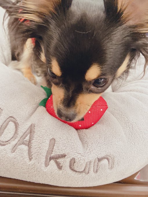 いちごのおもちゃもらったら本物のいちごと勘違いしてずっとハムハムしてんの可愛過ぎる🤦‍♀️ 