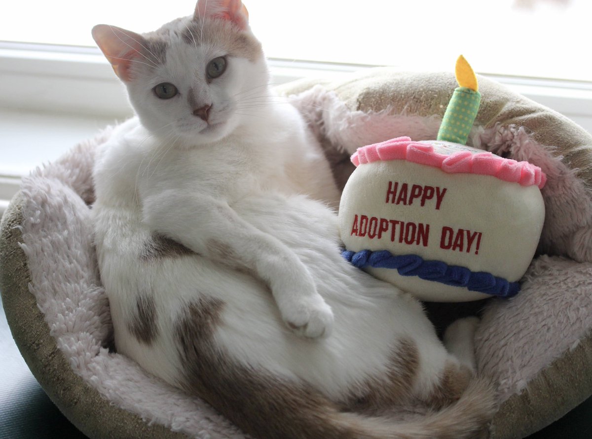 Oswald was adopted today! 🤍🧡