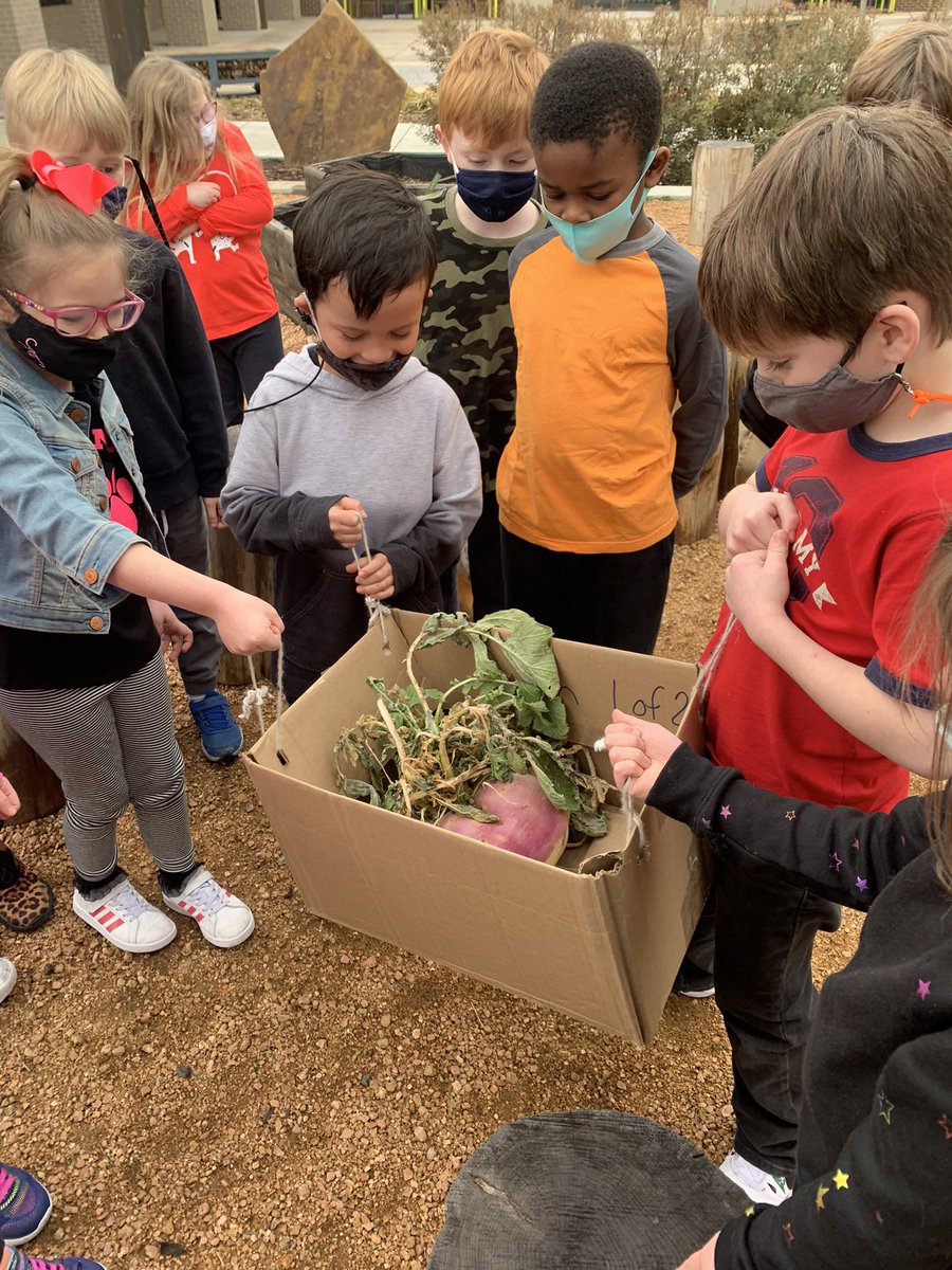 MrsDinh1's tweet image. For #engineersweek2021, we read The Gigantic Turnip and designed a way to carry our school’s gigantic turnip in the garden to our classroom! Our scholars agreed to build a basket with 4 handles! It was success! @canstem #becannonproud