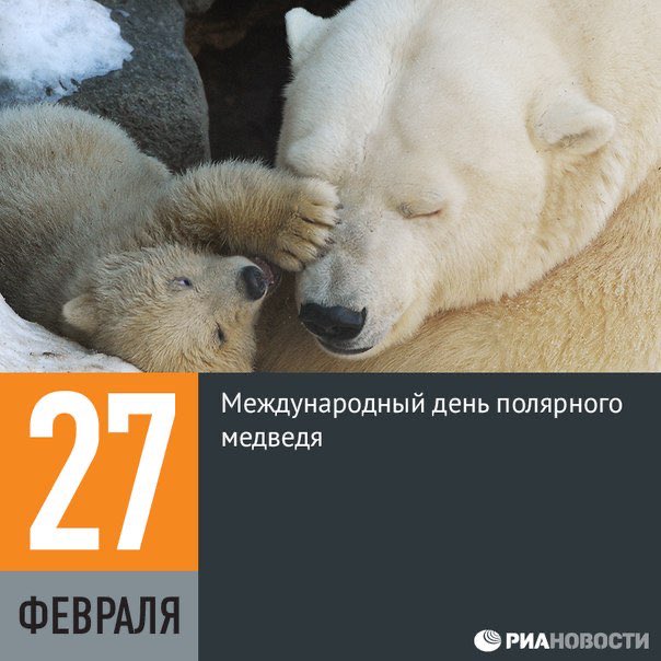 27 февраля день белого медведя. международный день полярного белого медведя 27 февраля. 27 февраля международный день белого медведя. всемирный день белого медведя 27 февраля.
