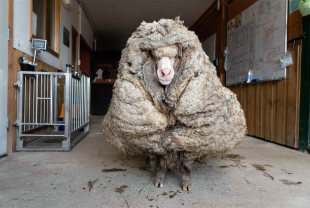 The Week in Pictures: nbcnews.to/3r3C3Jt Tiger's crash and this sheep needs a haircut @AP_Images @AP @AFPphoto @GettyImagesNews @GettyImages @reuterspictures @nasahqphoto @NASA