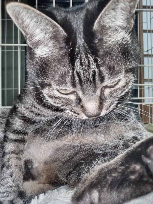 イワオ めしねこ 2巻発売中 S Recent Tweets 10 تحليلات تويتر الرسومية الخاصة بهوتويت Whotwi