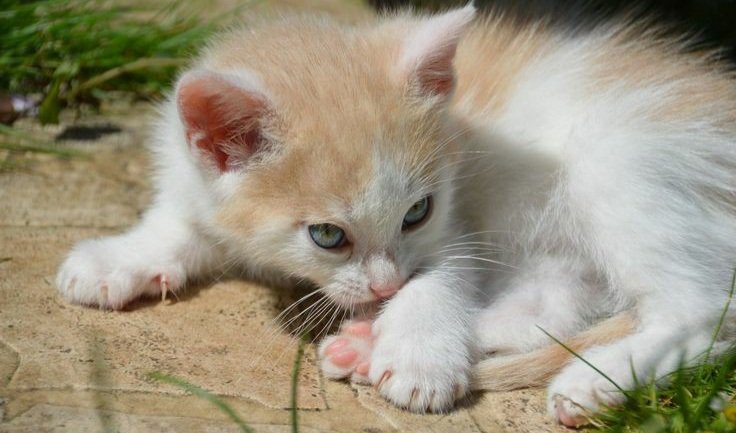 Kittenscare. Kitten 18. бедные котята милые. найденыш картинки. Kitten 18.