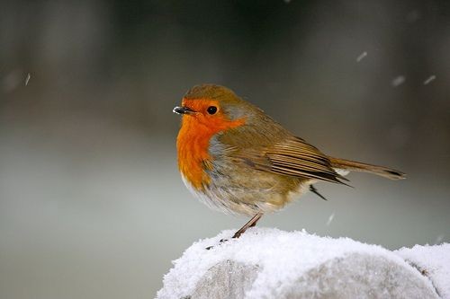 The north wind doth blow,
And we shall have snow,
And what will the robin do then,
Poor thing?

He'll sit in a barn,
To keep himself warm,
And hide his head under his wing,
Poor thing.

#poem Anonymous
#art M.G. Kenny

#AnonymousWasAWoman