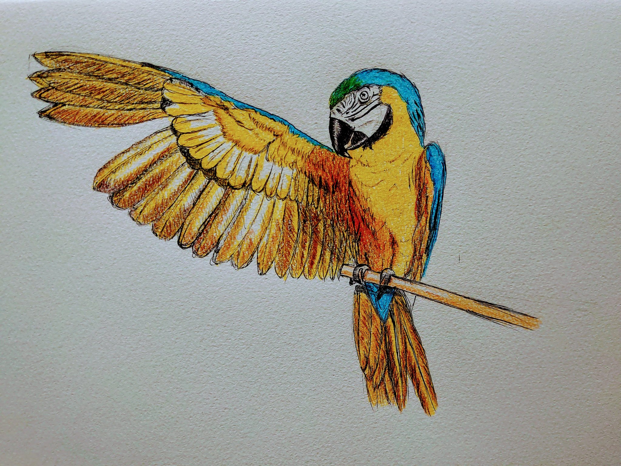 N T オウム イラスト好きさんと繋がりたい 絵描きさんと繋がりたい ボールペン画 T Co Ae7roqhzmq Twitter N T オウム イラスト好きさんと繋がりたい 絵描きさんと繋がりたい ボールペン画 T Co Ae7roqhzmq Twitter