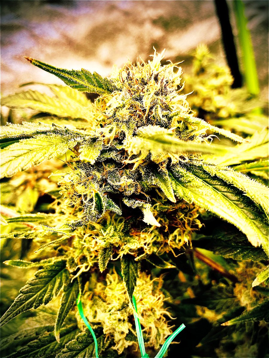 GeneticsSd's tweet photo. Purple Haze X NYC Diesel A.KA Purple Diesel Daze @Dinafem coming in frosty. Still has half clear heads so prolly another week, 2 tops.

Powered by @ChilledLights https://t.co/CGV9WurbWp