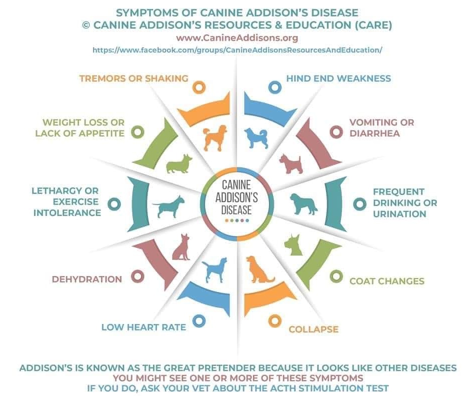 UprightCanineBr's tweet image. #Addisondisease can be a cause of #caninemegaesophagus #BesttoTest
Caninemegaesophagusinfo.com