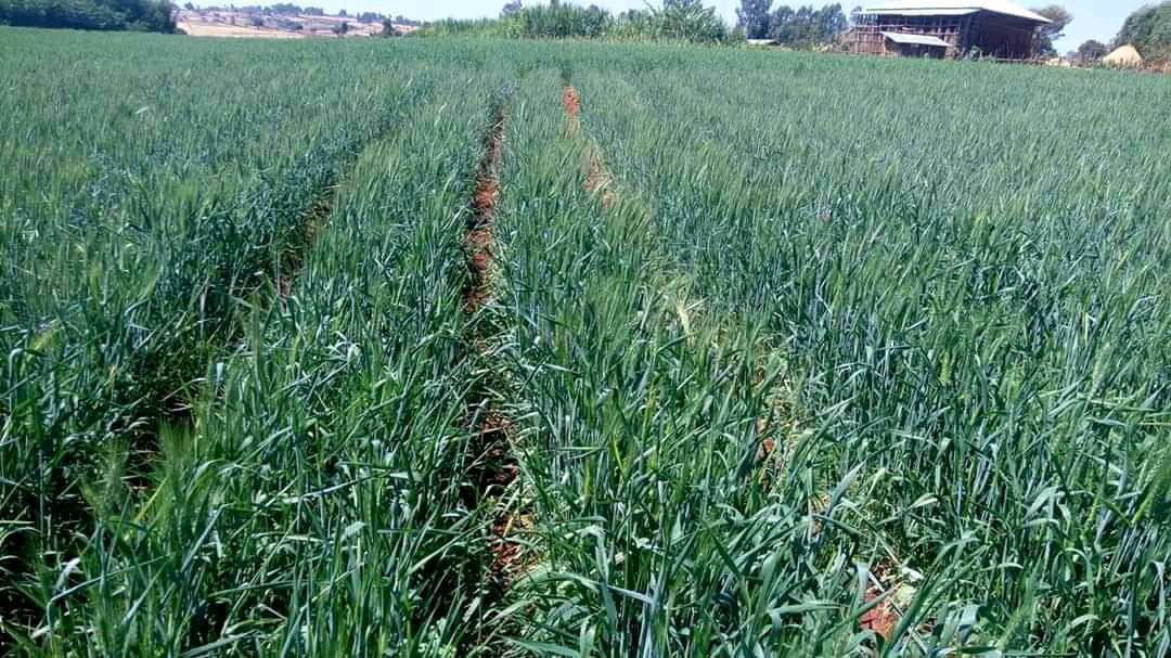 AbiyAhmedAli's tweet photo. የበጋ ስንዴ ምርት በጎዛምን ወረዳ::
Summer wheat development in Gozamen woreda. https://t.co/d4f63sfdSC